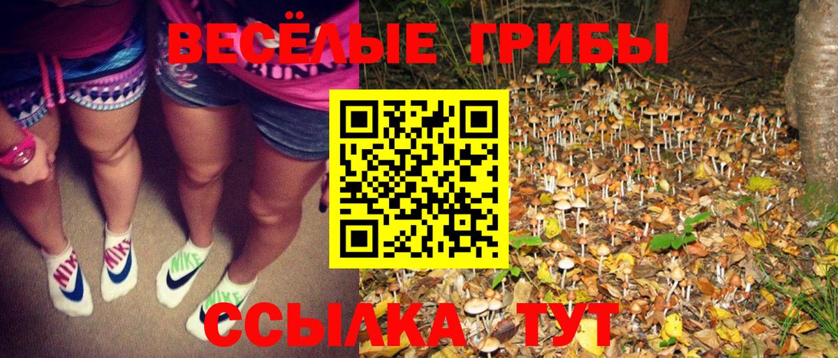 Псилоцибиновые грибы Psilocybe Дедовск